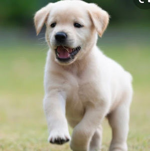 Meet your Posher, Blanca